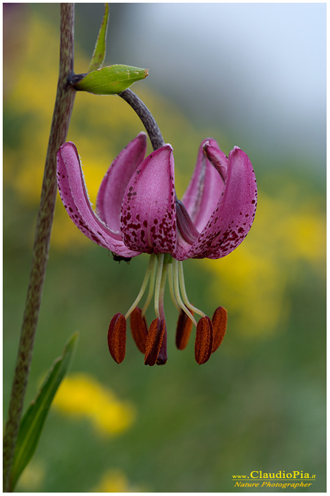 lilium martagon, fiori di montagna, fiori della Liguria, alpi Liguri, appennino ligure, Val d'Aveto